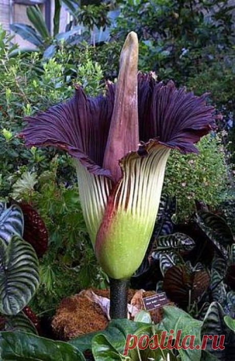 Аморфофаллус титанический: в Бельгии зацвел один из крупнейших цветов мира — National Geographic Россия