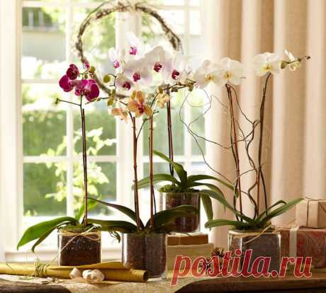 Соблюдай эти 9 правил и твоя орхидея будет цвести круглый год | TutVse.Info