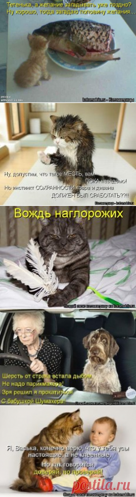 котоматрица свежак ржака до слёз новое - 886 картинок. Поиск Mail.Ru