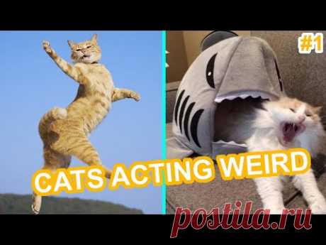 CATS ACTING WEIRD #1 - DANK CAT MEMES Try Not To Laugh 2020 | pet's corner