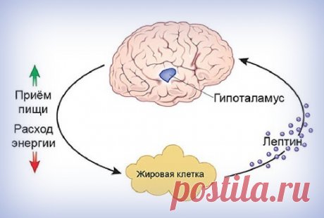 Гормон сытости: почему сила воли бессильна против лептина