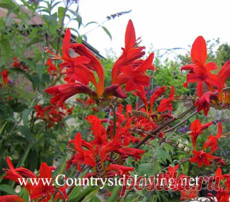 КРОКОСМИЯ (Crocosmia), монтбреция. Фото, уход, посадка, размножение. Крокосмия зимой