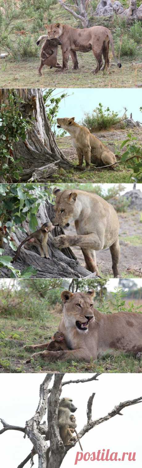 Львица убила бабуина, но то что произошло дальше повергло в шок фотографа.