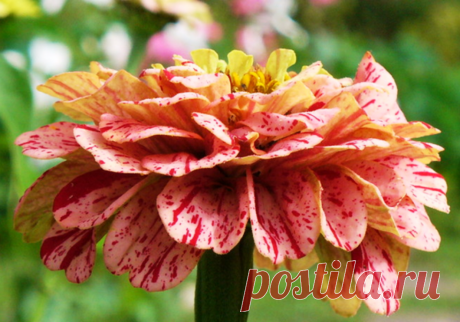 Растения июля: необычные сорта для уникального цветника | Вдохновение (Огород.ru)