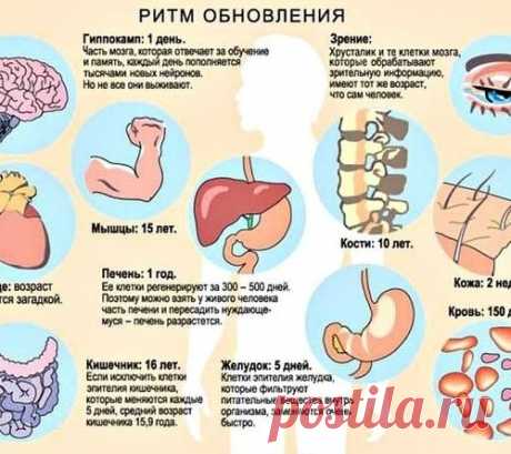 РИТМЫ ОБНОВЛЕНИЯ ЧЕЛОВЕЧЕСКОГО ОРГАНИЗМА.