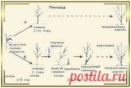 ОБРЕЗКА АБРИКОСА