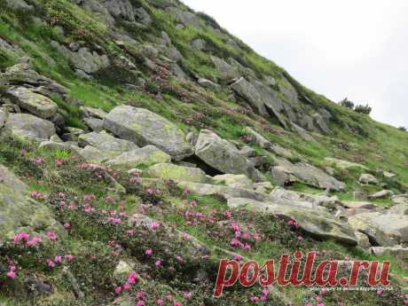 💚Рододендрон Кочі ( Rhododendron myrtifolium)