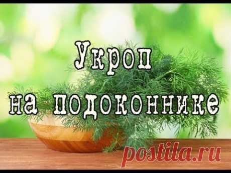 Как вырастить УКРОП на подоконнике. Простой способ выращивания УКРОПА в домашних условиях