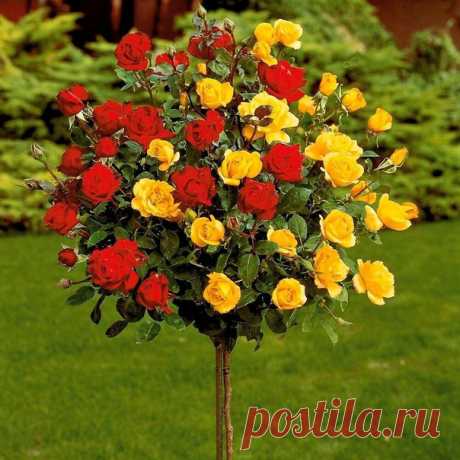 🌹♥ Живой букет штамбовых роз Для всех любителей цветов!
