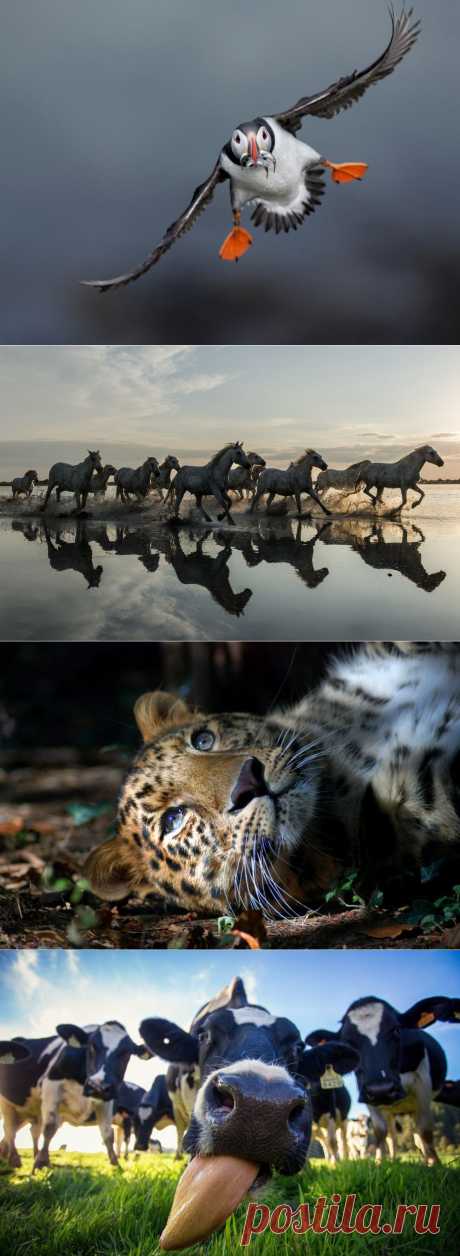 Лучшие фотографии National Geographic за июнь