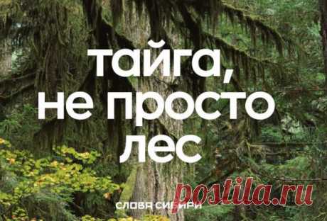 Какие сибирские слова удивляют жителей остального мира