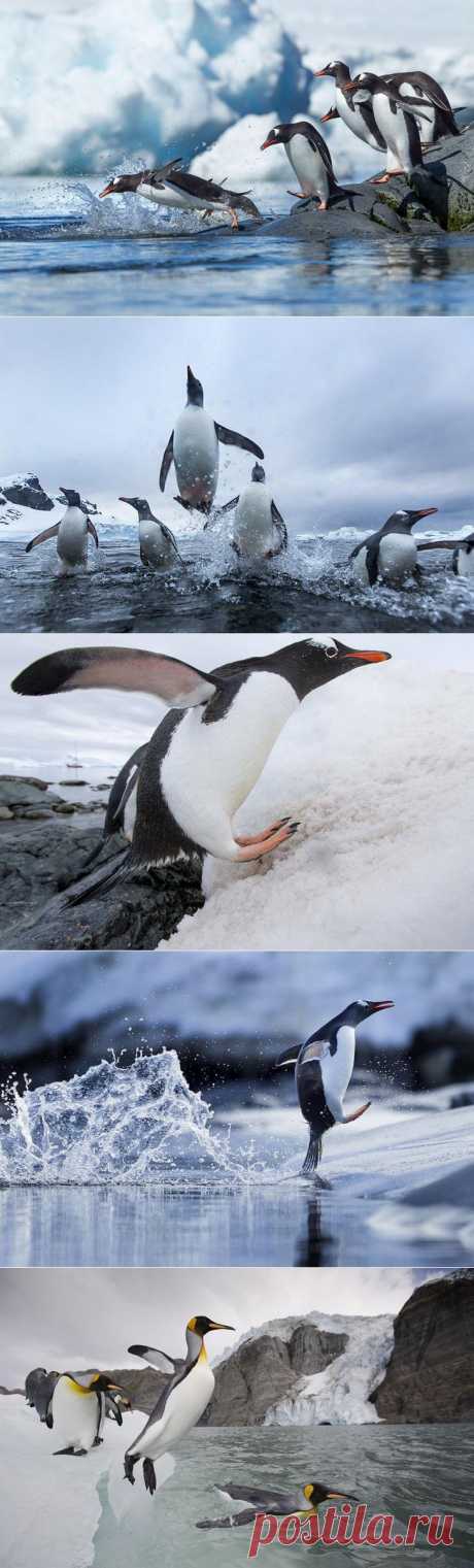 &amp;raquo; Папуанские пингвины Это интересно!