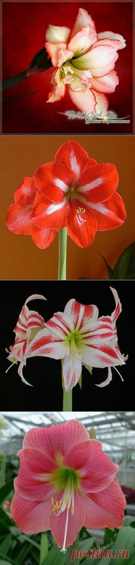 Гиппеаструм Hippeastrum - уход в домашних условиях, фото.