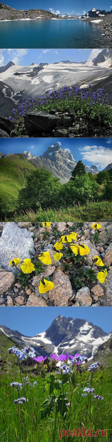 Цветы на горных вершинах Кавказских гор!