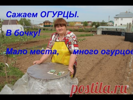 Сажаем огурцы. В бочку! Мало места, много огурцов!