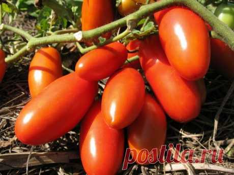 Чудо-удобрение для обильного урожая томатов | Дачные секреты от Виктории Радзевской | Яндекс Дзен