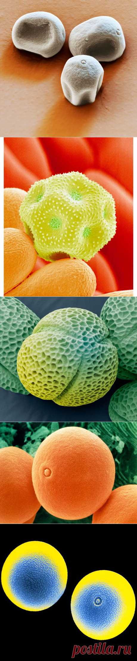 (+1) тема - Частицы пыли и пыльцы под микроскопом | НАУКА И ЖИЗНЬ