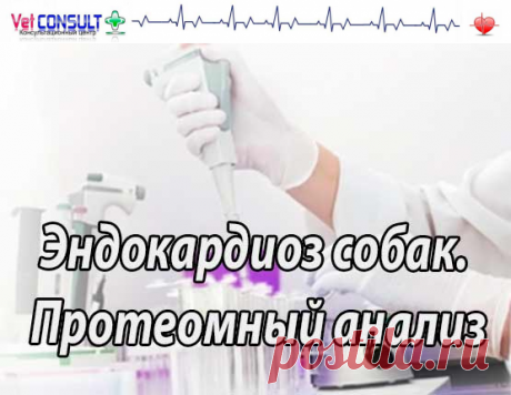 Эндокардиоз клапана. Протеомические профили в сыворотке крови собак породы Кавалер Кинг Чарльз Спаниель с эндокардиозом клапана