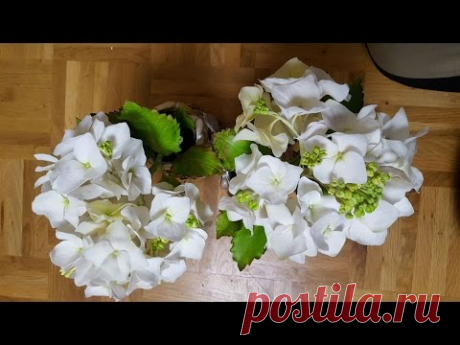 Гортензия Холодный Фарфор МК от Риты Часть1. Hydrangea tutoreal by Rita part1