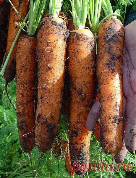 Как получить хороший урожай моркови. .