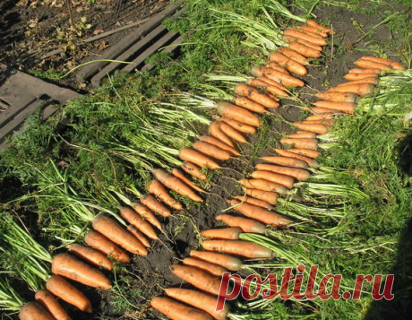 4 сверхурожайных сорта Моркови, которые меня порадовали в саду | Садовод Помощник | Яндекс Дзен