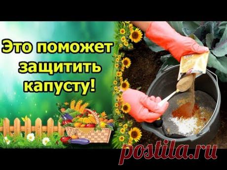 ВСЕГДА ЗАЩИЩАЮ КАПУСТУ ЭТИМИ СРЕДСТВАМИ И ВРЕДИТЕЛЕЙ НЕТ!