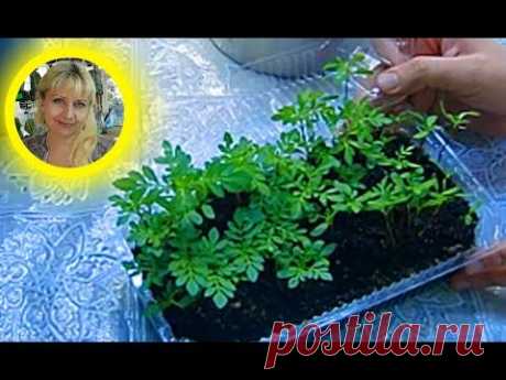 🌱ПОСЕВ БАРХАТЦЕВ С КИПЯТКОМ ! Результат  ! 🌱How to sow marigolds