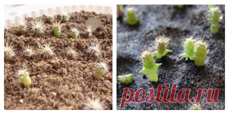 Как вырастить кактус из семян: инструкция с фото, уход за сеянцами