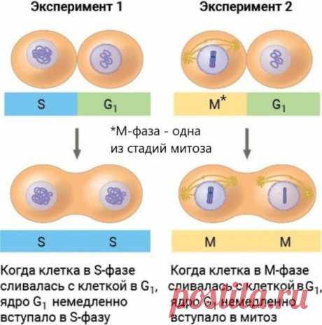 Эвристическое задание 2-й части
 24 линия (Формат демоверсии ЕГЭ 2023)

Экспериментатор из Университета Колорадо отобрал культивированные клетки животных, находящиеся на разных стадиях клеточного цикла, и стимулировал их слияние друг с другом. Описание опытов показано на рисунке.

24. Объясните результаты экспериментов. Какие изменения наблюдаются в данных экспериментах, когда клетки вступают в S- и М-фазы? Почему ядра, полученные в эксперименте 2, содержат разное количест...