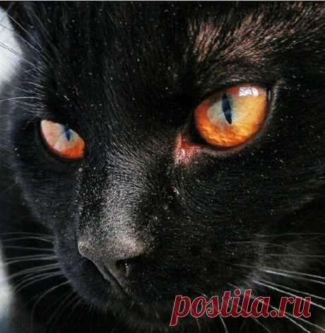 901112 Черный кот - мозаика Anya | Купить мозаику «Anya» в интернет-магазине «Мир Вышивки»