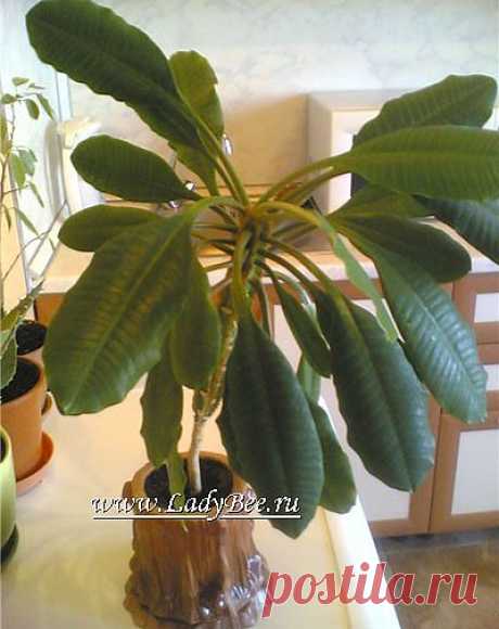 Молочай или Эуфорбия (Euphorbia) - комнатные растения и цветы для сада: выращивание, местоположение, температура, полив, пересаживание, размножение, болезни и вредители