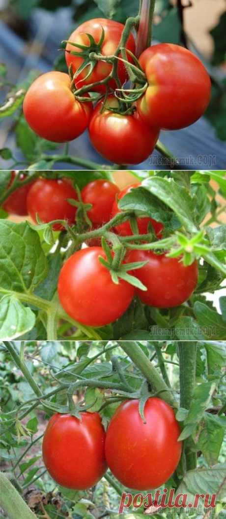 Вкусный, сладкий, сахарный помидор – секреты выращивания