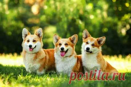 Собака Корги: 2 тыс изображений найдено в Яндекс.Картинках