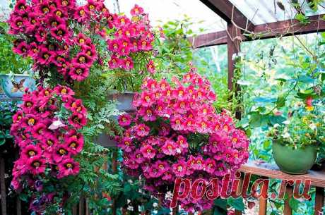 Комнатное растение Схизантус (Schizanthus). Оригинальные цветки этого растения напоминают орхидеи, хотя схизантус относится к семейству Пасленовые. Не случайно англичане называют схизантус "орхидеей бедняка". Растение нетрудно вырастить из семян, которые высевают весной или осенью.