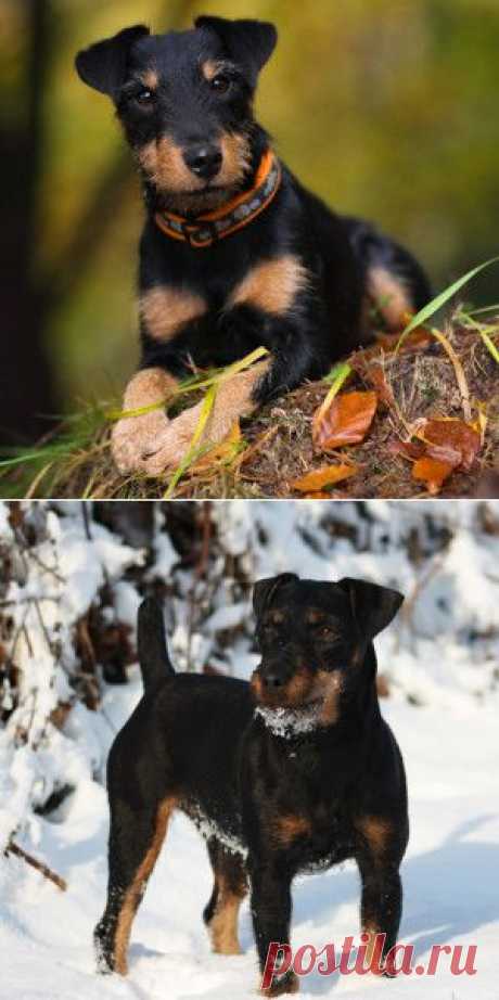Ягдтерьер – немецкий охотничий терьер порода собак. Разносторонний охотник.