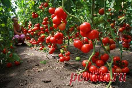Помидоры в теплице. Обзор сортов томатов урожая 2016 года:
