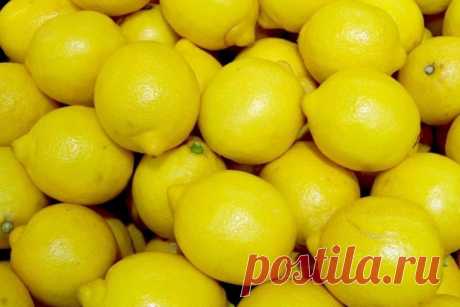 Как вырастить лимон из косточки | Limonchello.com