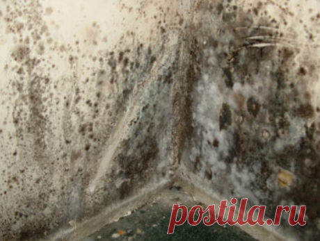Устранение грибка на стенах | Мой домик | Яндекс Дзен