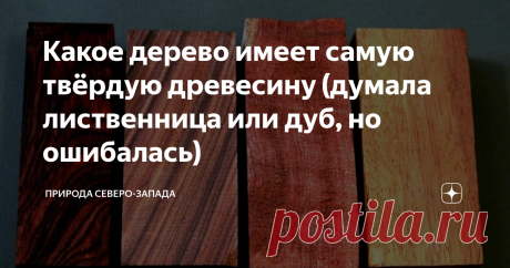 Какое дерево имеет самую твёрдую древесину (думала лиственница или дуб, но ошибалась)