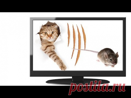 🐾 Игра для кошек, котов и котят! На экране шустрая мышка бегает для вашей кошки! - YouTube