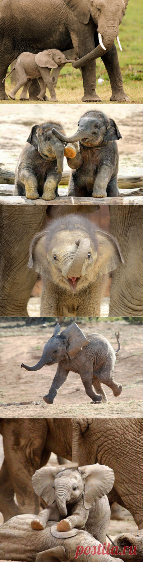 Такие милые слОники - Детеныши слонов, которые заставят Вас улыбнуться..