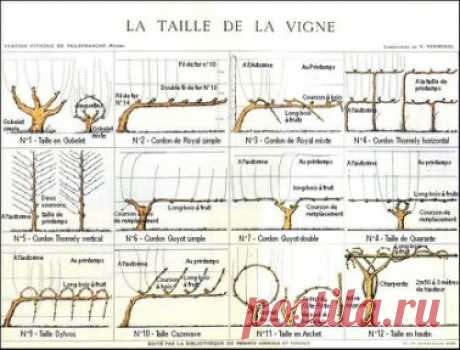 Длина обрезки винограда+12 формировок винограда+экспресс диагностика болезней винограда и все это в одной статье. Поделитесь записью, чтобы не потерять.
Длина обрезки винограда, длина части однолетнего побега, оставляемой на виноградном кусте при обрезке виноградников. Выражается чаще числом оставленных глазков (на плодоносящих виноградниках), реже - в линейном измерении (при формировании скелета куста). Длина обрезки винограда может быть различной в зависимости от цели и основных ее задач, опр