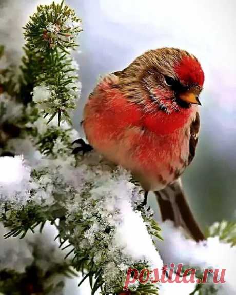 Зимняя птаха