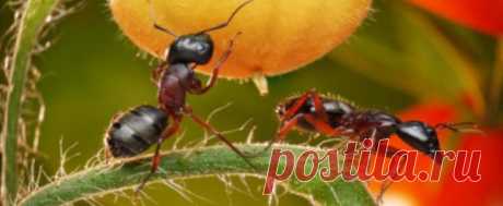 МУРАВЬИ: когда присутствие не желательно Как часть Природы и среды нашего обитания, муравьи приносят пользу, но бывают ситуации, когда их присутствие не желательно, а иногда просто катастрофично.