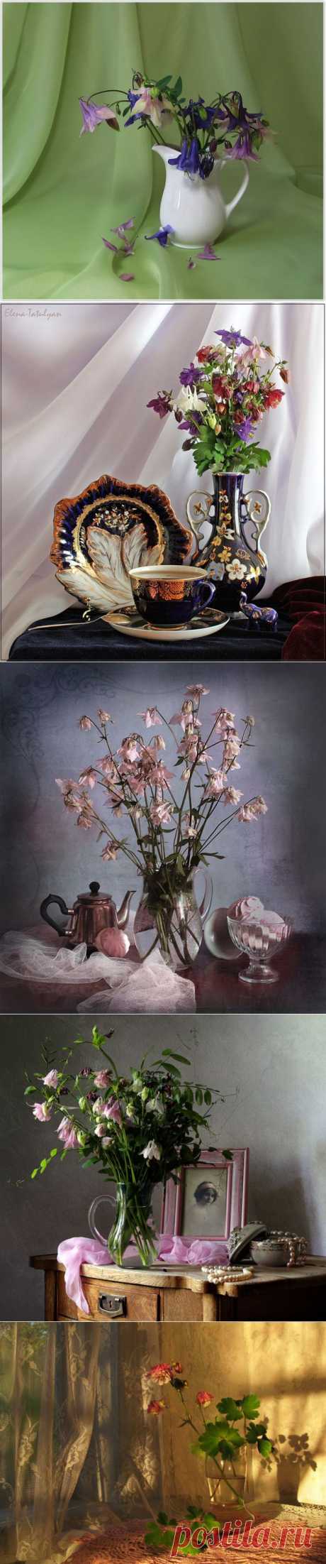 Натюрморты Аквилегия - волшебный цветок эльфов.