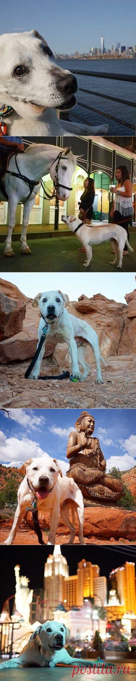 Когда хозяин узнал о смертельной болезни своего пса, то решил подарить ему последнее путешествие