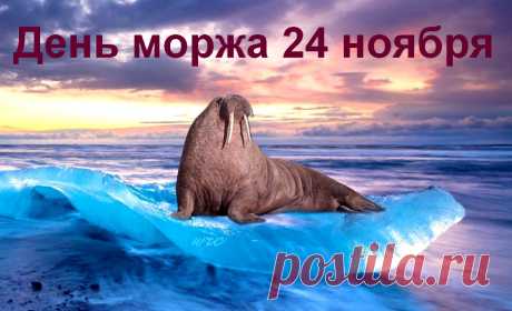 24 ноября День моржа - 30 интересных фактов о животных &amp;raquo; Женский Мир