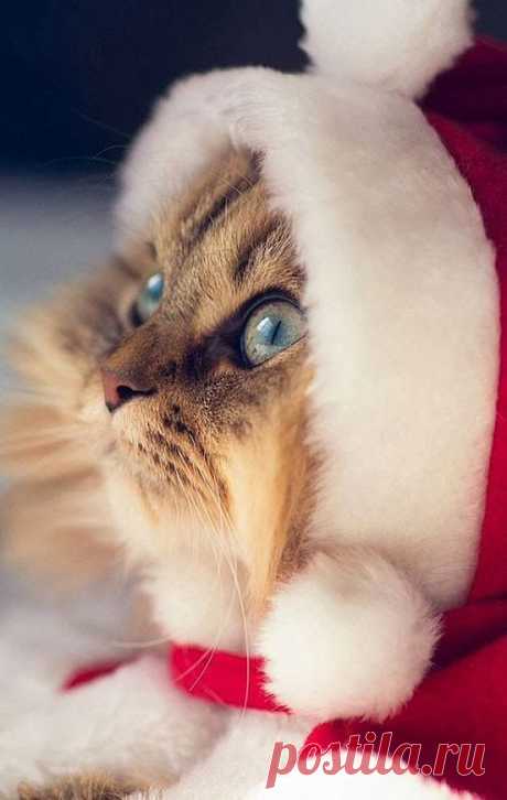 30 Beautiful Animals Celebrate Christmas with You | The Design Inspiration