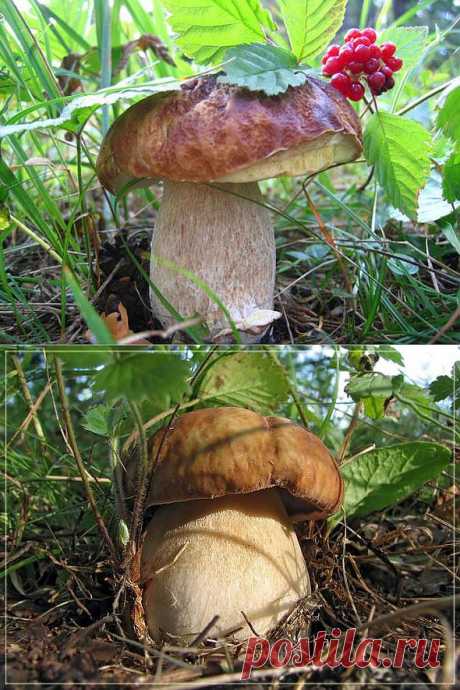 роскошные грибы!!!.
