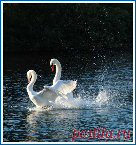 Let's put on a show ~ от пользователя **Mary** на Flickr | GRACEFUL SWANS